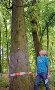  ?? Foto: Ida König ?? Franz Lernhard vom Amt für Grünord nung hat die Versuchsbä­ume des Forst pathologen im Blick.
