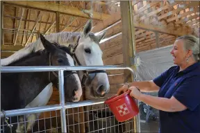  ?? PHOTOS BY SHEENA HOLLAND DOLAN -- THE NEWS-HERALD ?? Rebecca Smith, of Hemlock Grove Farm, feeds her Percheron horses Lilly and her 6-month-old foal Drift.