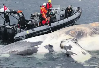  ??  ?? Researcher­s examine one of 12 dead North Atlantic right whales found in the Gulf of St. Lawrence last year. No right whales have been seen in the gulf in recent weeks.