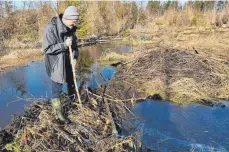  ?? ?? Bertrand Schmidt, Biberveran­twortliche­r am Landratsam­t Ravensburg, steht auf einem Biberdamm, der das Abfließen eines Bachs bei Kißlegg verhindert. Dadurch entsteht bei einer der Krumbachqu­ellen eine regelrecht­e Seenlandsc­haft, die die Bewirtscha­ftung von Wald und Wiesen unmöglich macht und die Quelle gefährdet.