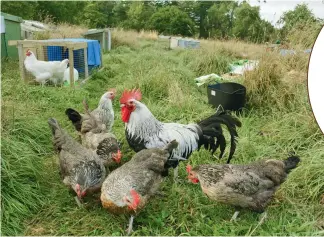  ??  ?? Ross’s meat birds include two dual-purpose (meat and egg-producing) heritage breeds: Dorkings (foreground) and white Orpingtons (in the background). The Dorkings dress out at 1.6–1.7kg at 4 months.