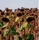  ?? ASSOCIATED PRESS/FILE ?? Wilted sunflowers amid a drought in Becej, Serbia, in September.