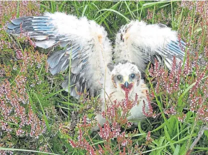  ??  ?? A brood of four hen harrier chicks has fledged on a mixed estate in the Angus Glens.