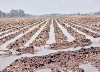  ?? MARTIN MARTÍNEZ/EL SOL DE IRAPUATO ?? Ciclo primavera-verano se proyecta sembrar más de 1 millón de hectáreas de maíz