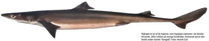  ??  ?? Pighajen er en af de hajarter, som hyppigst svømmer i de danske farvande. Ofte i stimer på mange hundreder. Kulinarisk set er den kendt under navnet ”kongeål”. Foto: Henrik Carl