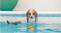  ?? LEFT: Bella plays in the pool at Olde Towne Pet Resort. PHOTOS BY JUSTIN T. GELLERSON NEW YORK TIMES ?? The location’s amenities for dogs include a swimming pool, an indoor track and ‘pawicure’ spa treatments. When some people take vacations, they leave their pets at high-end spas and hotels that cater to them.