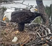  ?? VIDEO STILLS COURTESY OF FRIENDS OF BIG BEAR VALLEY ?? Big Bear eagles, Jackie and Shadow, trade places sitting on their three eagle eggs in their nest in Big Bear on Tuesday.