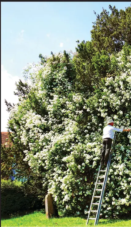  ??  ?? Bright and beautiful: The spectacula­r rambling rector rose bush at St Mildred’s Church in Kent