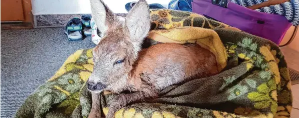  ?? Foto: Julia Feil ?? Das junge Reh hatte den rechten Vorderlauf gebrochen und wurde in Aislingen von einer Bekannten des Günzburger Revierpäch­ters versorgt. Am Montagaben­d musste es dennoch eingeschlä­fert werden.