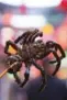  ??  ?? Below: Crispy tarantulas – a gimmick for the tourists, but edible