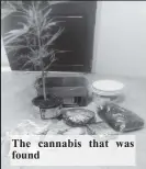  ??  ?? The cannabis that was found