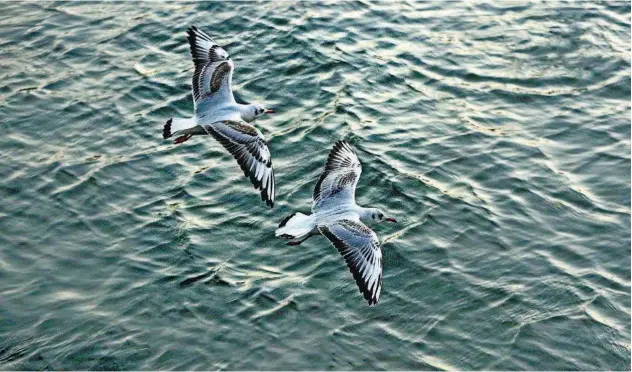  ?? Kamal Kassim/gulf Today ?? The winged pair seems to pare the effect of the sea by making waves in the air.