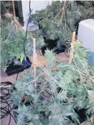  ??  ?? Police found 20 cannabis plants