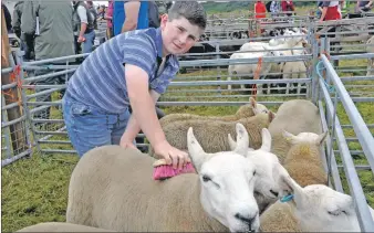  ??  ?? Alexander Quinn, 11, lends a hand preparing sheep from Dervaig. 16_T32_Bunessansh­ow10