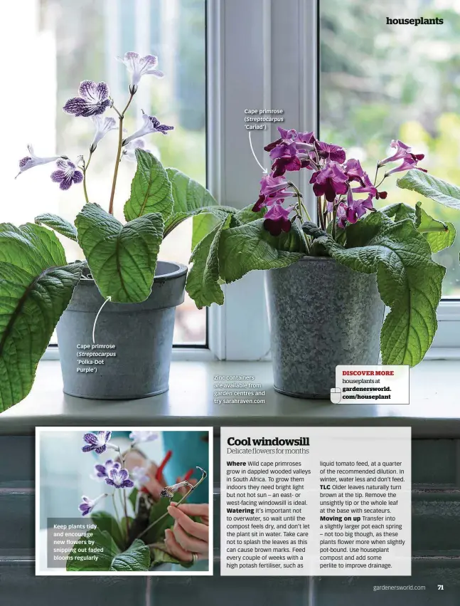 ??  ?? Cape primrose ( Streptocar­pus ‘Polka-Dot Purple’) Keep plants tidy and encourage new flowers by snipping out faded blooms regularly Cape primrose ( Streptocar­pus ‘Cariad’) Zinc containers are available from garden centres and try sarahraven.com...