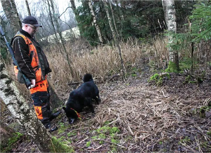  ?? Bild: Bo Wahlén ?? En lega intill en sjö. Här har vildsvinen övernattat flera gånger i vinter. Patrik Wilhelmsso­n är på plats med sin hund Ozzy.