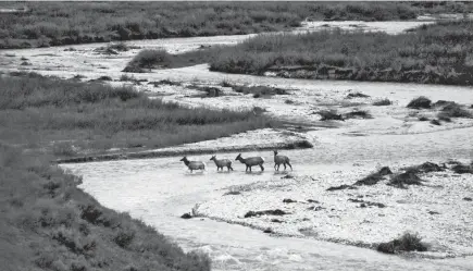  ?? GREGORY NICKERSON/WYOMING MIGRATION INITIATIVE, UNIVERSITY OF WYOMING VIA AP ?? Big-game animals have traveled the same routes across Western landscapes for millennia.