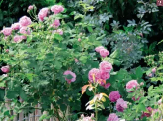  ??  ?? 2 KLASSIKER Die Rose „Louise Odier“läuft im Frühsommer zu Hochform auf. Dann hüllt sie den Garten mit ihrem zarten Duft ein.