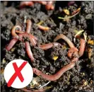  ?? ?? BANNED: Slugs are OK, but no bird feeders, baths, chickens or wormeries are allowed in Matthew Appleby’s garden