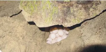  ??  ?? Meerestier bei der Eiablage. In einem Nest können sich bis zu 100 Eier befinden.