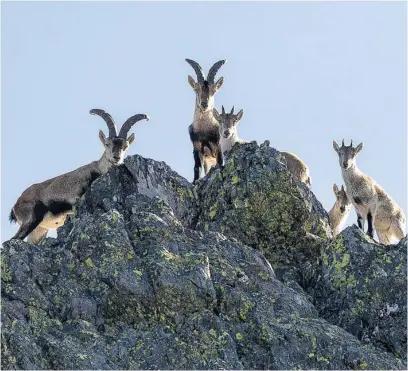  ?? LA RAZÓN ?? La cabra hispánica ha multiplica­do su población en los parajes de esta comarca valenciana