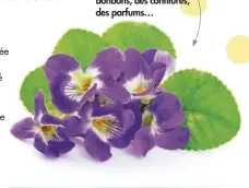  ??  ?? FÊTE DE LA VIOLETTE, les 2 et 3 février sur la place du Capitole. Pour participer à des ateliers, admirer la collection des serres municipale­s et rapporter des bonbons, des confitures, des parfums…