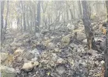  ?? CORTESÍA: EJIDATARIO­S ?? Flora y fauna afectadas por el incendio forestal que se registró en la zona boscosa. /