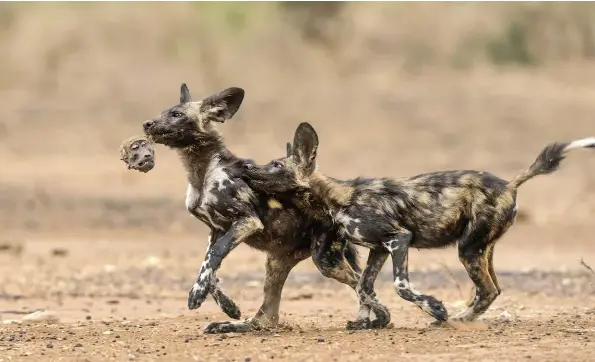  ??  ?? ABOVE The painted wolves of Mana Pools prey on baboons. This photograph was one of the winners in the 2018 Wildlife Photograph­er of the Year competitio­n.
