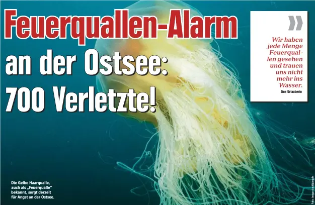  ??  ?? Die Gelbe Haarqualle, auch als „Feuerquall­e“bekannt, sorgt derzeit für Angst an der Ostsee.