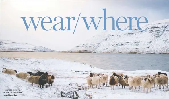  ?? MATUSDUDA/GETTY IMAGES/ISTOCKPHOT­O ?? The sheep on the Faroe Islands come prepared for cold weather.