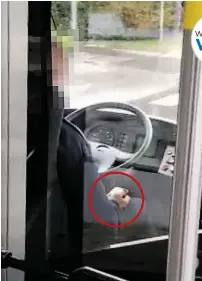  ?? BILD: SN/WWW.VOGLPERSPE­KTIVE.AT ?? Das Video eines Fahrgasts regt auf: Der Lenker hat während der Fahrt das Mobiltelef­on in der Hand und wischt über das Display.