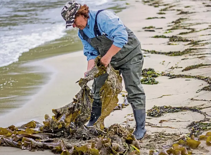  ?? ?? Above, harvesting seaweed by hand; far left, Georgina Robinson; left, Jessica Giannotti with seaweed derived dye.