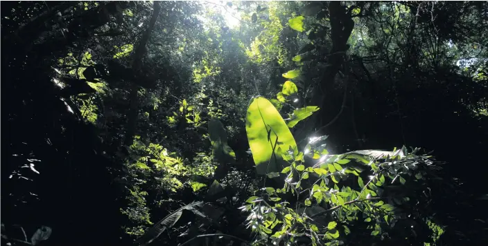  ?? Photo: Tony Carnie ?? The Virginia Bush Nature Reserve is a sanctuary for wildlife in the heart of Durban North. It is home to more than 170 species of trees and other natural vegetation, small antelope species, genets and numerous birds.