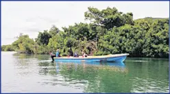  ?? ?? Marine faunal assessment­s being carried out as a part of the baseline assessment­s of mangrove forests in south Clarendon, Jamaica