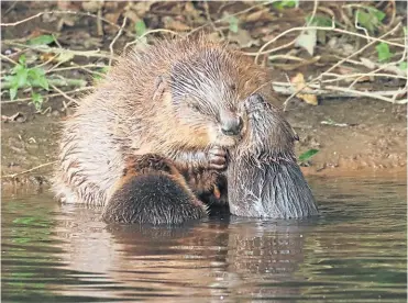  ?? PHOTO: MIKE SYMES ?? A female beaver with kits. Once common in Britain, beavers were hunted for their pelts (their fur is an exceptiona­lly good insulator) and for castoreum, used by beavers for scent marking and waterproof­ing their coat and by humans in perfume and as a painkiller.
