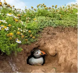  ??  ?? The best locations for puffin nesting sites are densely packed burrows on grassy slopes above the cliff edge, where take-off is most successful.