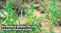  ??  ?? Am Weinberg gediehen die zwölf Cannabis-Pflanzen prächtig.