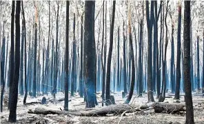  ?? — AFP ?? Black forest: Trees were burned black after a bushfire in Old Bar, 350km north of Sydney.