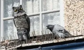  ?? Photograph: Gillian Pullinger/Alamy ?? Birds learn that deterrents such as spikes or model birds of prey are not a real threat.