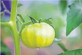  ?? [PHOTO PROVIDED BY OSU EXTENSION SERVICE] ?? A green tomato ready for frying.