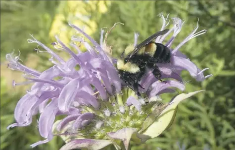  ?? Sarah Foltz Jordan/The Xerces Society photos via AP ?? Federal officials said this month that the rusty patched bumblebee has become the first bee species in the continenta­l U.S. to be declared endangered after suffering a dramatic population decline over the past 20 years.