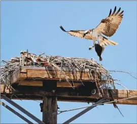  ?? RAUL ROA Times Community News ?? A MALE OSPREY returns with a fish to a female osprey and three chicks, hidden from view, in a nest on a utility pole in Huntington Beach on Tuesday.