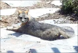  ?? PHOTO BY CHRIS NAFTEL ?? A California Gray Fox lounges on the back patio of a Bear Valley Springs home.