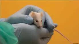  ??  ?? A mouse held in the hands of a researcher at Max Delbrück Center in Berlin