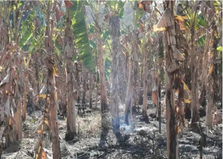  ?? PABlo siBAr ?? Esta foto correspond­e a un incendio en marzo del 2020, en la finca Crun Shurin, que forma parte de los terrenos en conflicto entre indígenas y no indígenas en Térraba, en Buenos Aires.