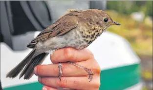  ?? PARKS CANADA ?? If you look closely, you can see a tracking tag antenna extending from this bird’s back. Today’s global positionin­g system and tag technology allows the bird to be sent off with a tag weighing about 1.5 grams, also able to record where it spends its...