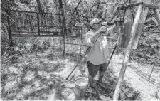  ?? William Luther/Staff photograph­er ?? Bubba Ortiz baits a trap. Feral hogs are smart and hard to catch, he says, but “they’re also slaves to their stomachs.”