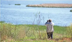  ?? CHELSEY LEWIS/MILWAUKEE JOURNAL SENTINEL ?? Horicon Marsh is a prime spot for birdwatchi­ng, especially in the spring and fall as birds migrate through.