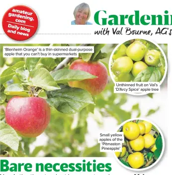  ??  ?? ‘Blenheim Orange’ is a thin-skinned dual-purpose apple that you can’t buy in supermarke­ts
Unthinned fruit on Val’s ‘D’Arcy Spice’ apple tree
Small yellow apples of the ‘Pitmaston Pineapple’