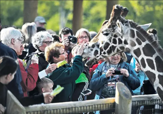  ?? SAM GREENE DISPATCH ?? After a lengthy gap, giraffes are back in the Columbus Zoo and Aquarium, with 11 roaming the new Heart of Africa exhibit.